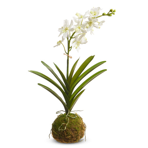 Real Touch Orchid with Moss Ball