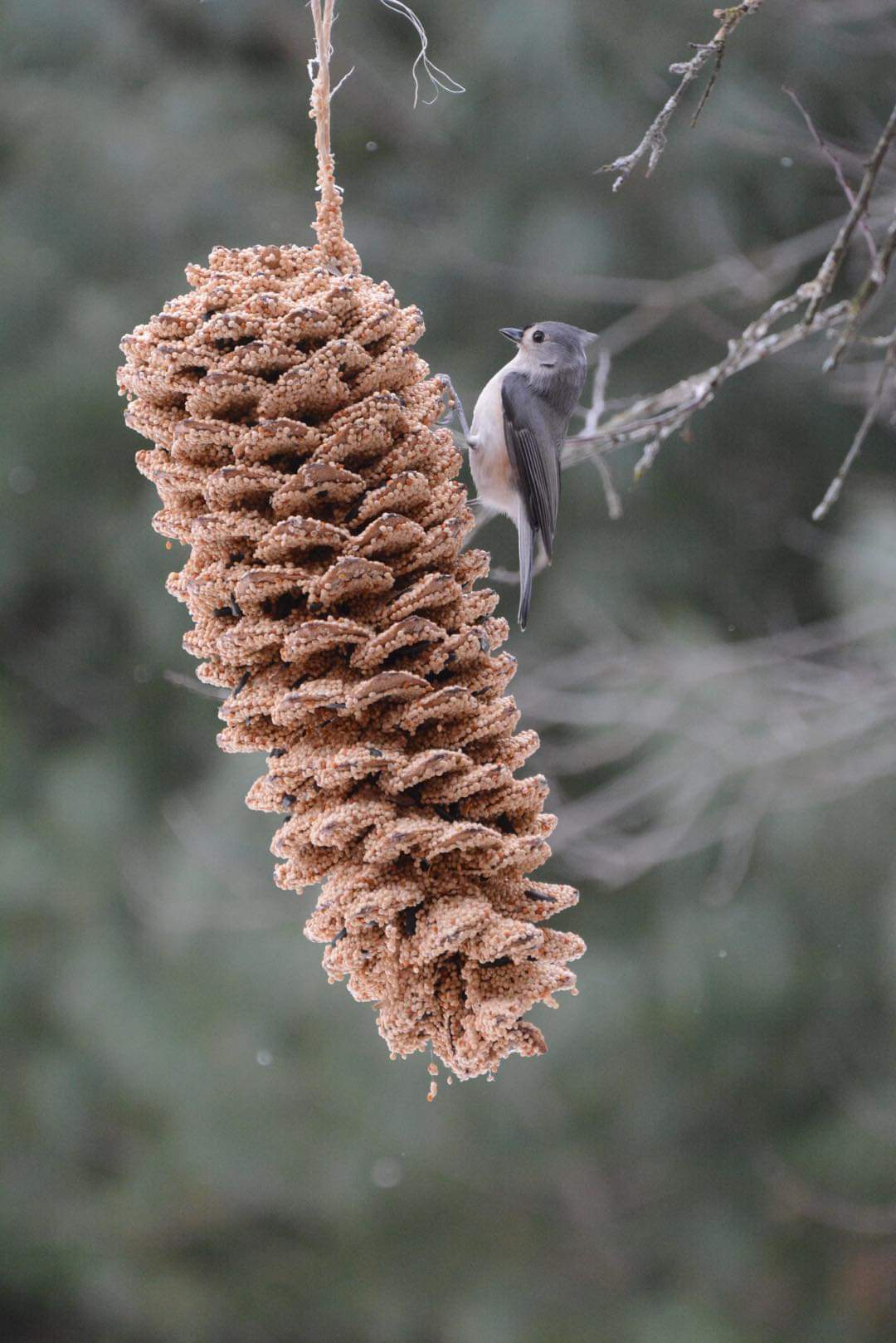 Large Pinecone