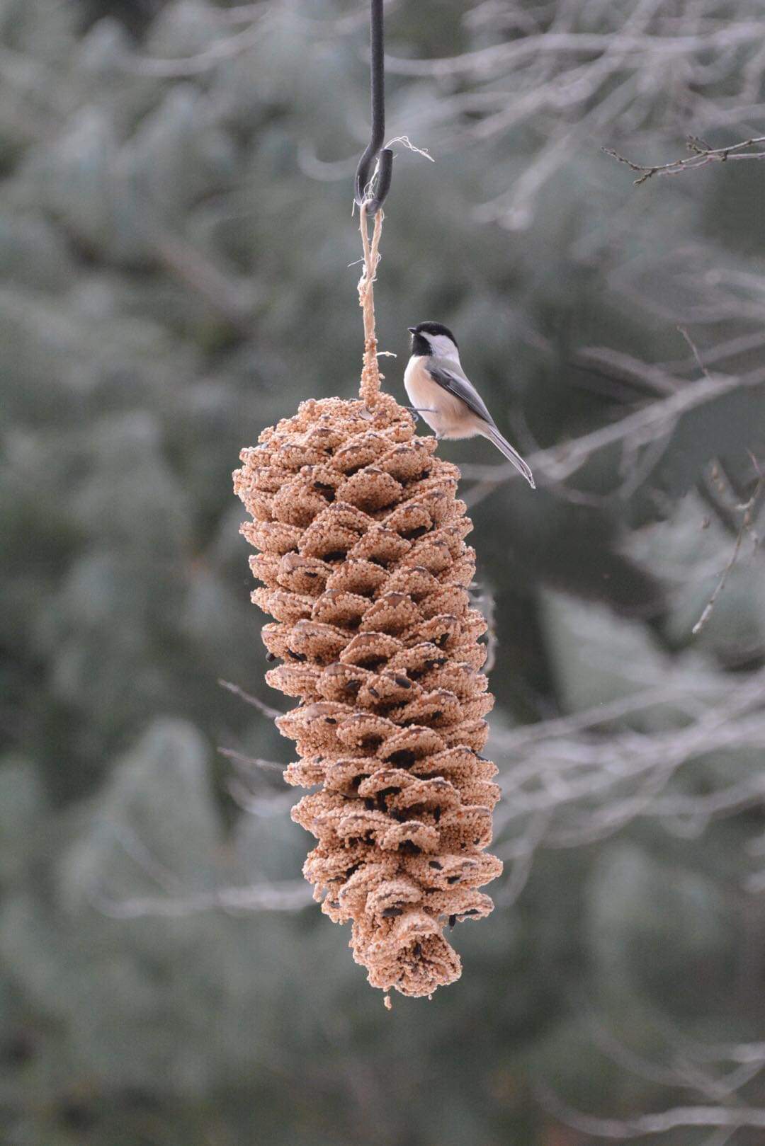 Large Pinecone
