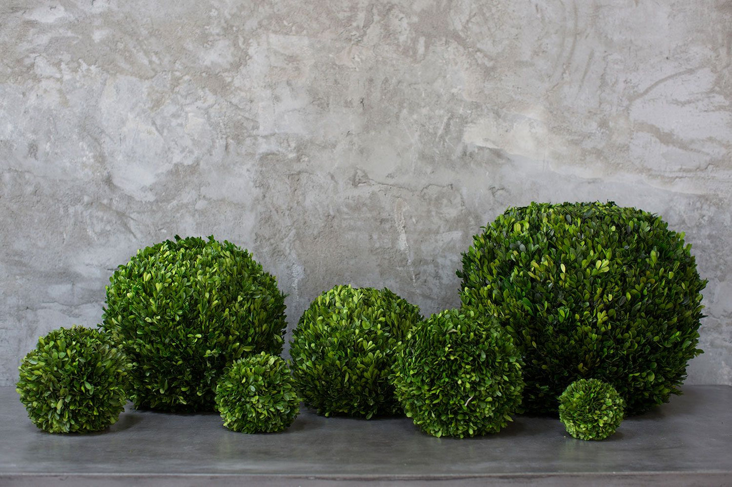 Boxwood Spheres