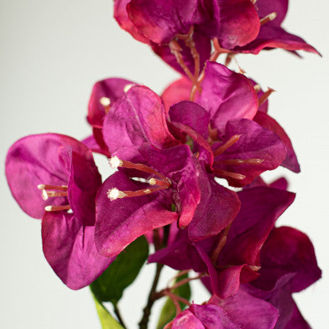 33" Bougainvillea Stem