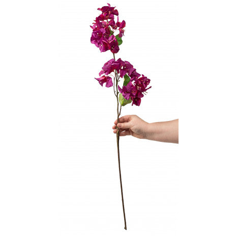 33" Bougainvillea Stem