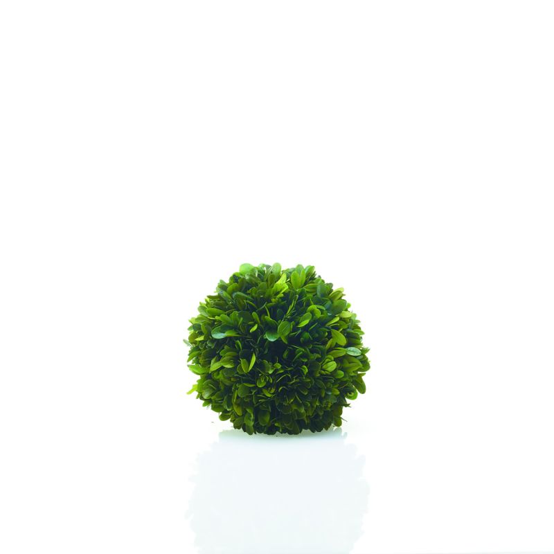 Boxwood Spheres