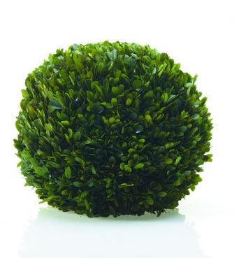 Boxwood Spheres
