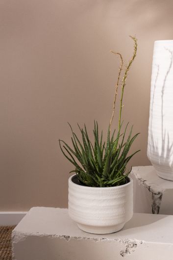 Andrade Pot
