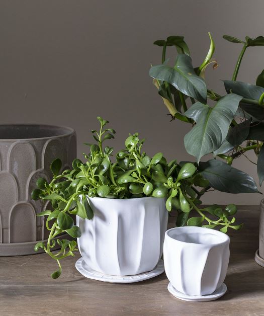 Draken Pot