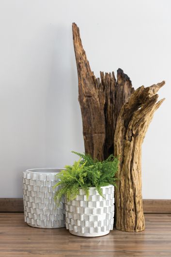 Zona Pot