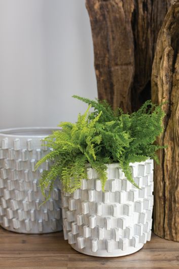 Zona Pot