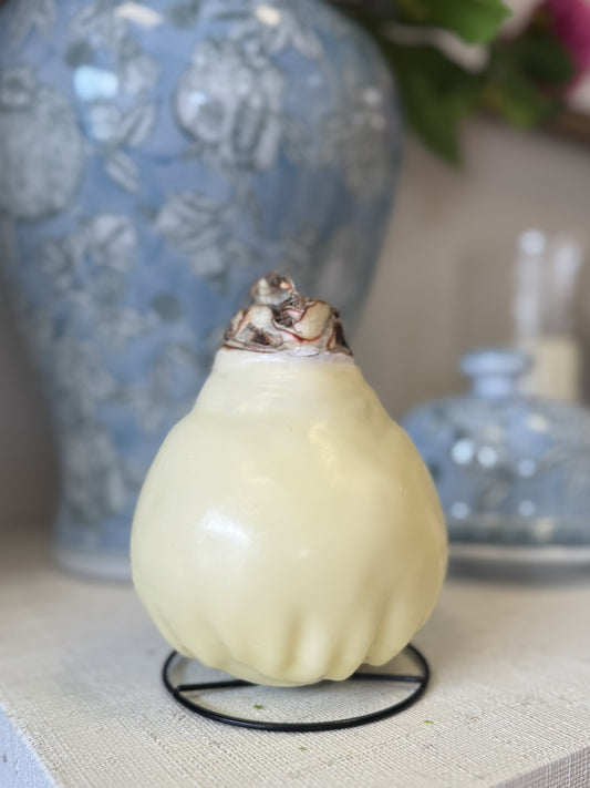 Amaryllis Bulb with Wax Base