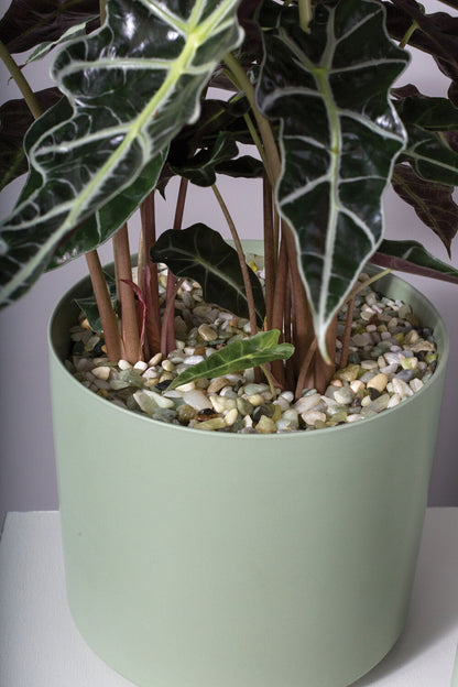 Light-Green Natural Stones 37oz