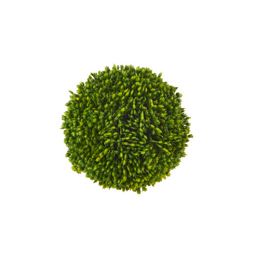 Green Sedum Ball