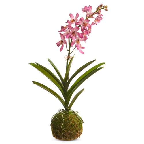 Real Touch Orchid with Moss Ball