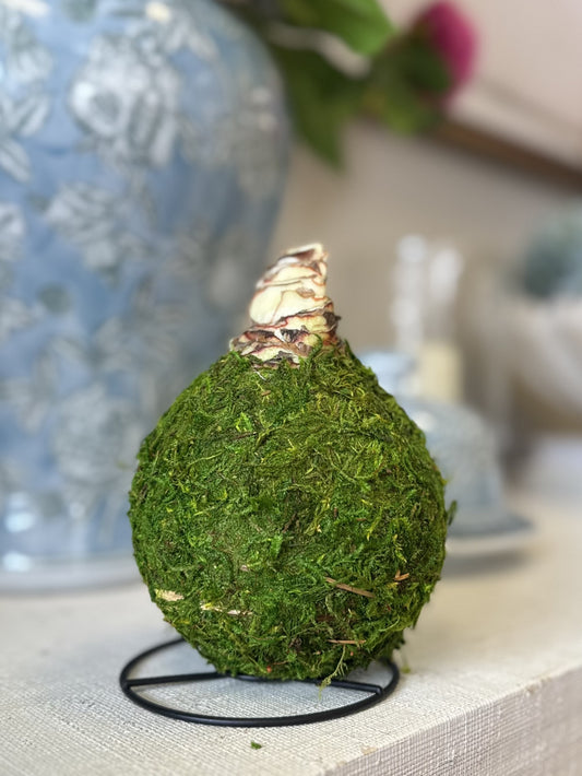 Amaryllis Bulb with Moss Base