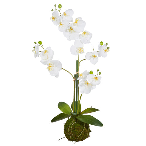 32" White Orchid w/ Moss Ball