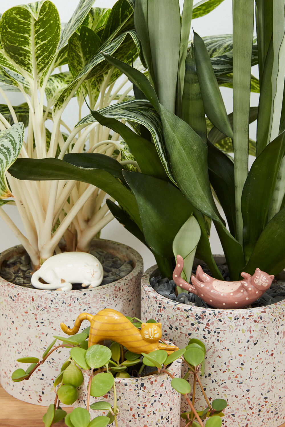 Curious Cat Plant Stick