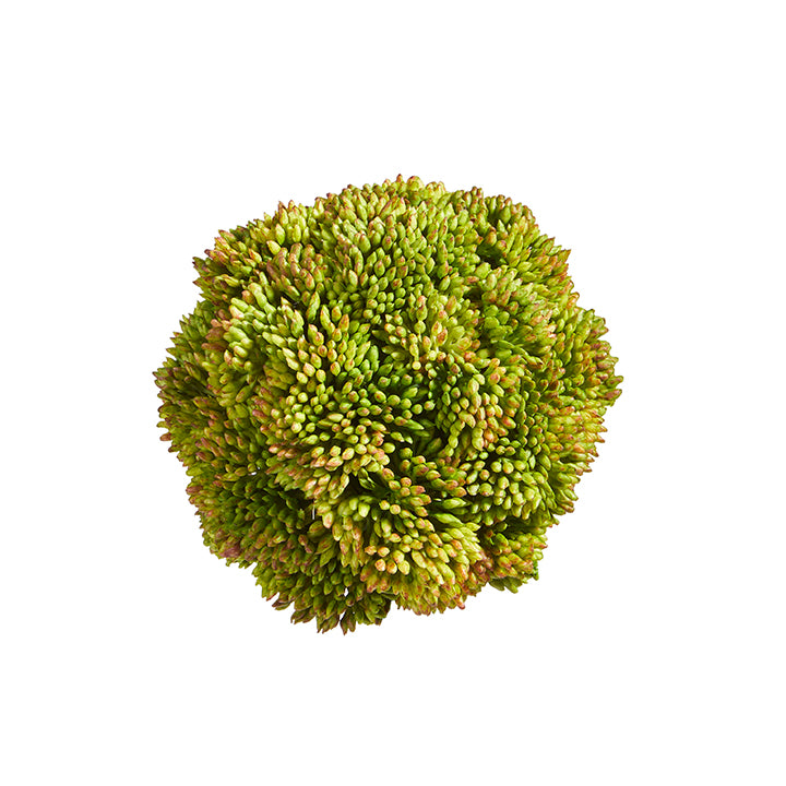Green Sedum Ball