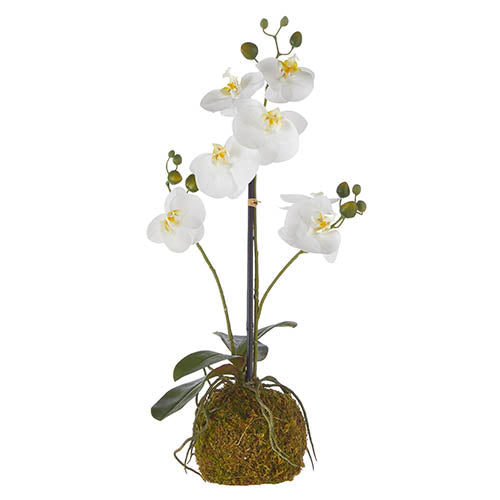 23.75" Real Touch White Orchid with Moss Ball