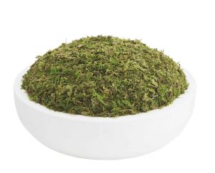 Preserved Greenery Bowls